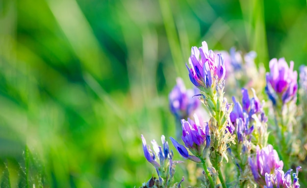 Fleurs lilas sauvages le matin sur le terrain