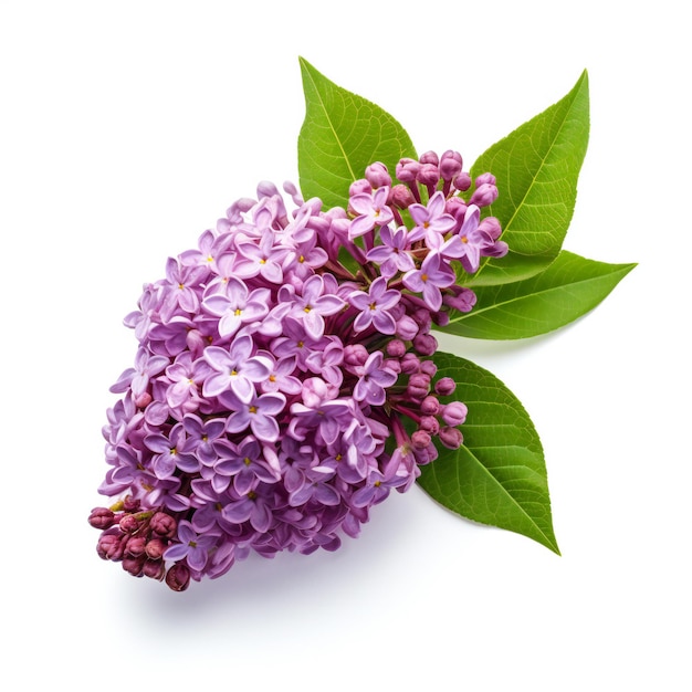 Fleurs lilas violet avec des feuilles vertes isolés sur fond blanc