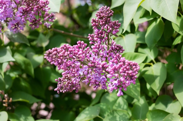 Fleurs de lilas violet sur un gros plan de branche