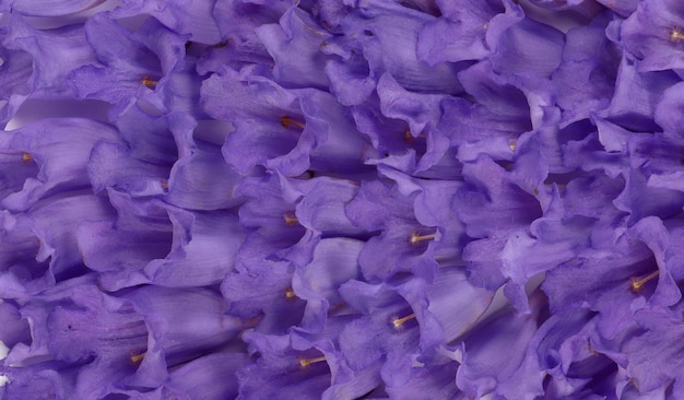 Photo fleurs de lilas violet violet texture campanules jacinthe des bois jacaranda. fond d'été, invitations