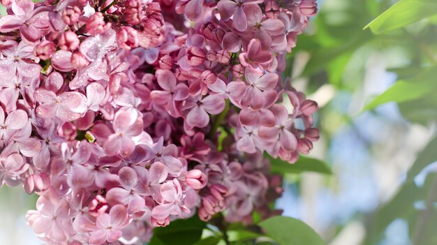 Fleurs lilas violettes et roses dans un jardin printanier. Contexte saisonnier romantique.