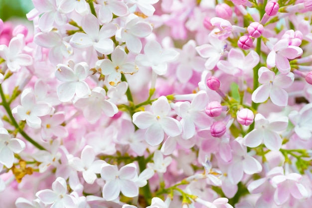 Fleurs lilas