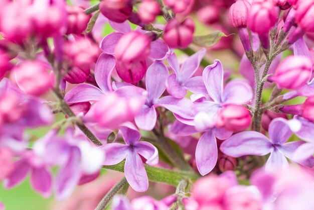 Fleurs lilas