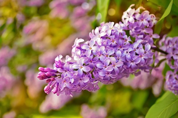 Fleurs de lilas.