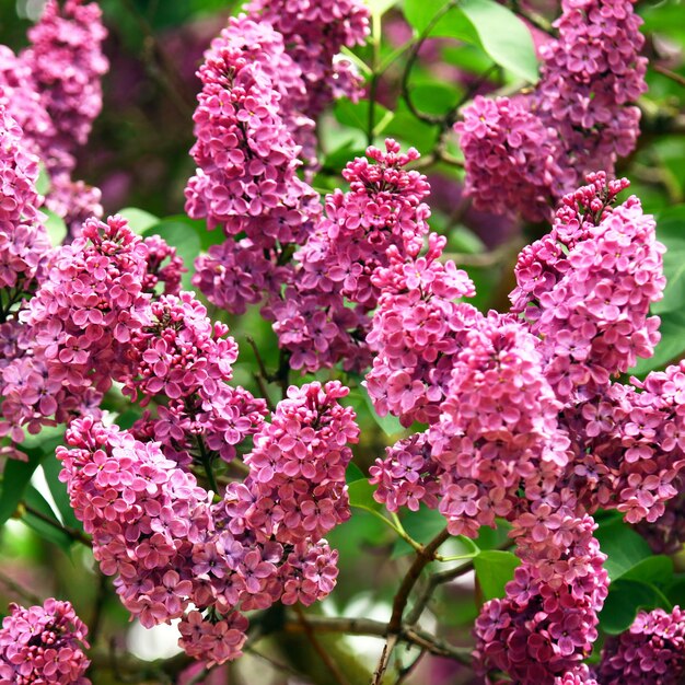 Fleurs lilas