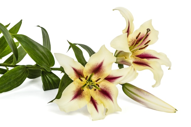 Fleurs lily lat Lilium Hybrides orientaux isolés sur fond blanc