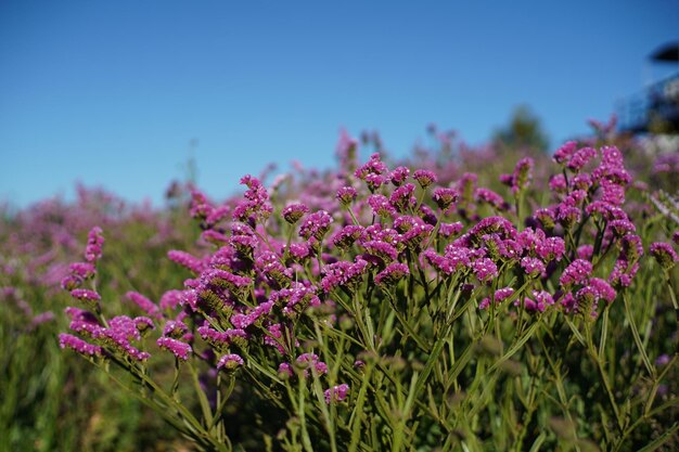 Les fleurs de Limonium perezii sont de belles fleurs violettes dans le jardin.