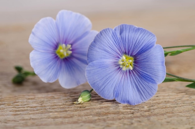 Fleurs de lin de beauté sur un fond en bois