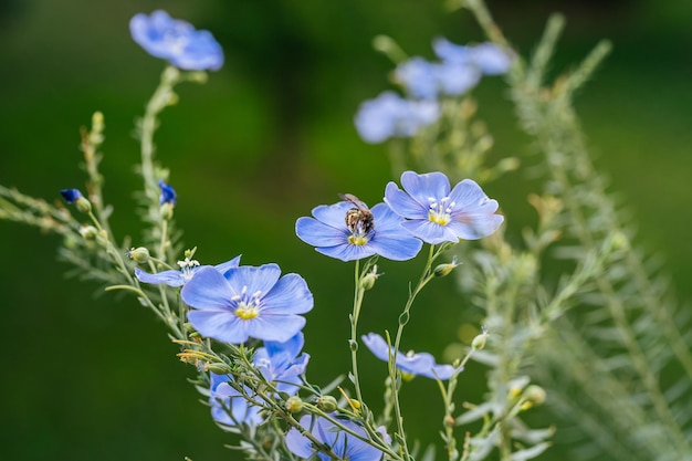 Fleurs de lin bleu sur fond vert