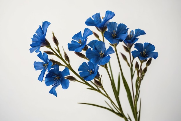 Des fleurs de lin bleu luxuriant sur un fond blanc