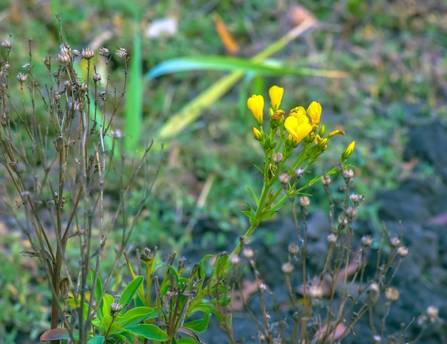 Photo les fleurs de lin dorées ou jaunes sur une prairie linum flavum