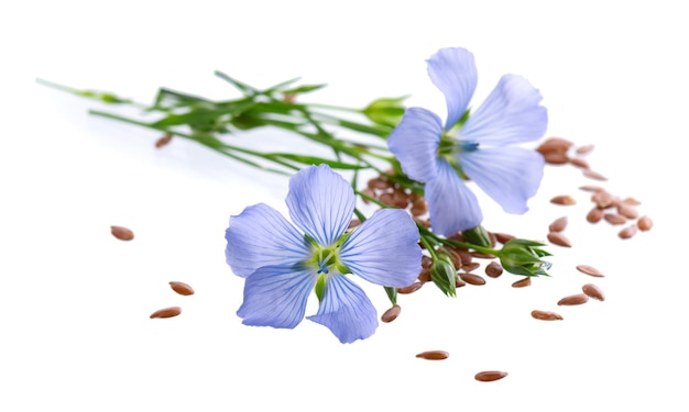 Fleurs de lin et graines de lin isolés sur fond blanc Bouquet de lin commun bleu ou linum usitatissimum