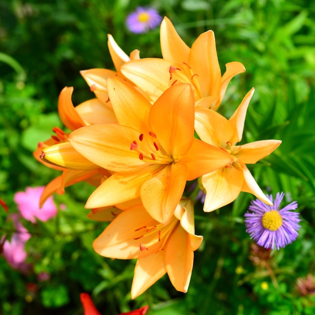 Fleurs de lis asiatiques oranges dans le jardin