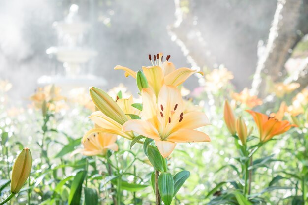 Fleurs de lis orange avec brouillard et la fontaine dans le jardin de la Thaïlande