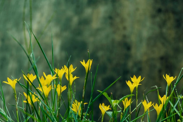 Fleurs de lis de pluie jaune flou d'arrière-plan