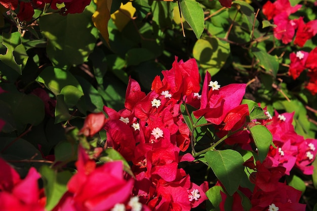 Photo les fleurs de la loge en tanzanie