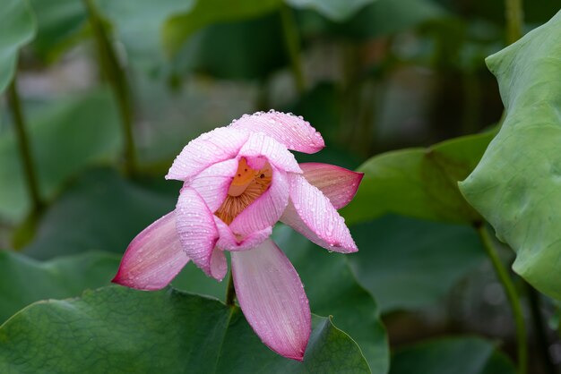 Les fleurs de lotus après la pluie dégoulinent d'eau