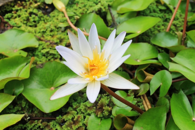 Les fleurs de lotus blanc fleurissent