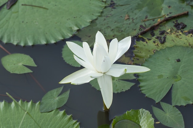 Fleurs de lotus blanc ou fleurs de nénuphar qui fleurit sur l'étang