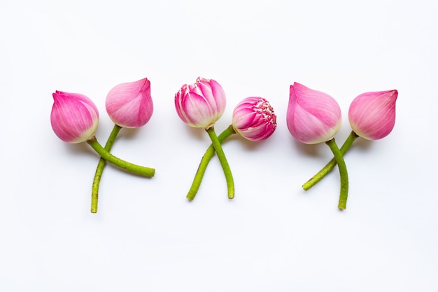 Fleurs de lotus sur blanc.