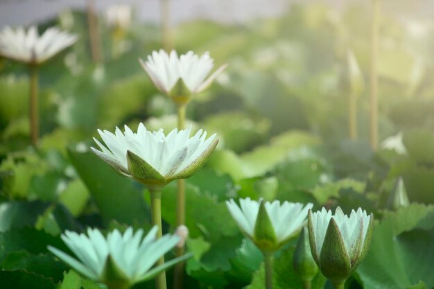 Des fleurs de lotus blanches fleurissent dans l'étang du parc du matin