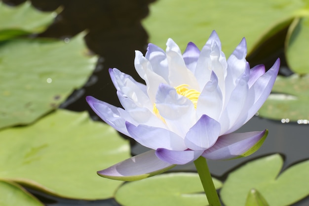 Fleurs de lotus bleu ou fleurs de nénuphar qui fleurit sur l'étang