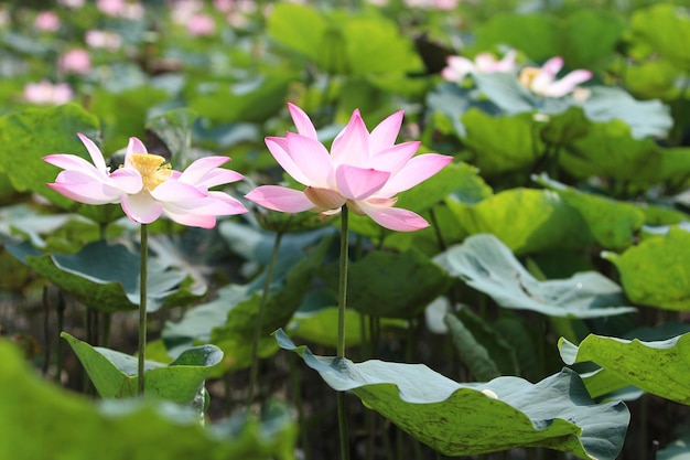 Fleurs de lotus dans un champ avec des feuilles vertes