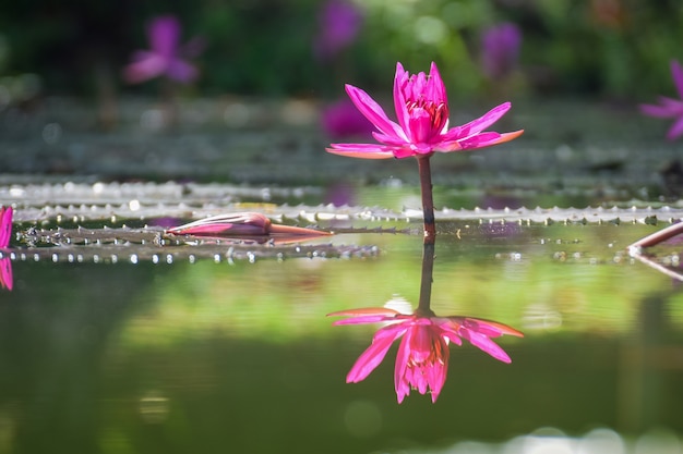 Fleurs de lotus dans l&#39;étang