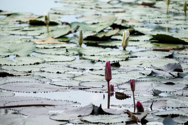 Fleurs de lotus dans un étang