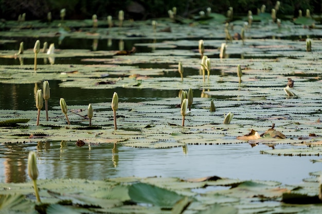 Fleurs de lotus dans un étang