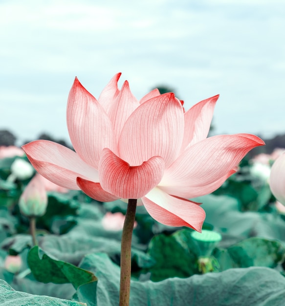 Fleurs de lotus dans la piscine. Fleurs de lotus roses qui fleurissent le matin lumineux. Concept de la nature pour le fond