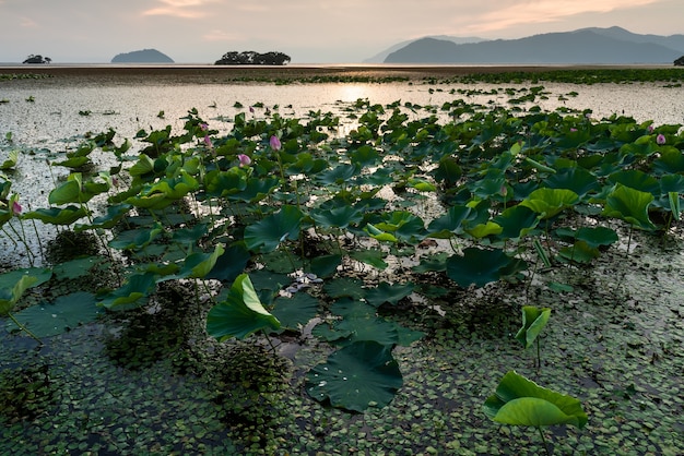 Fleurs de lotus étonnantes avec ses grandes feuilles vertes rondes sur le lac Biwa au coucher du soleil, montagnes.