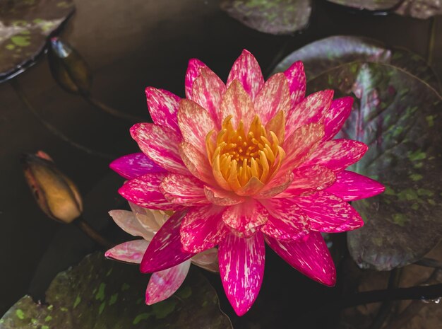 Les fleurs de lotus fleurissent dans les marais