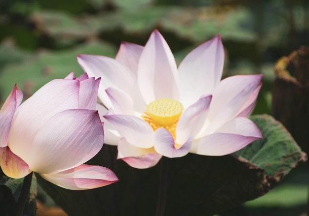 Les fleurs de lotus fleurissent dans les marais