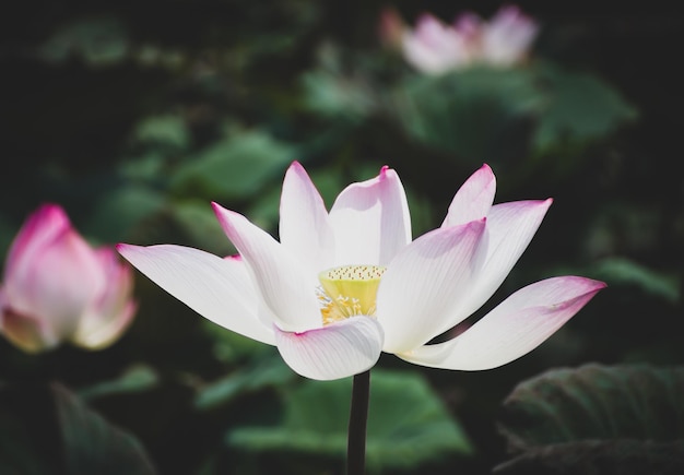 Les fleurs de lotus fleurissent dans les marais