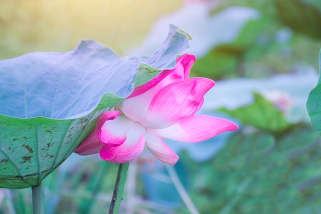 Fleurs de lotus et fleurs de lotus