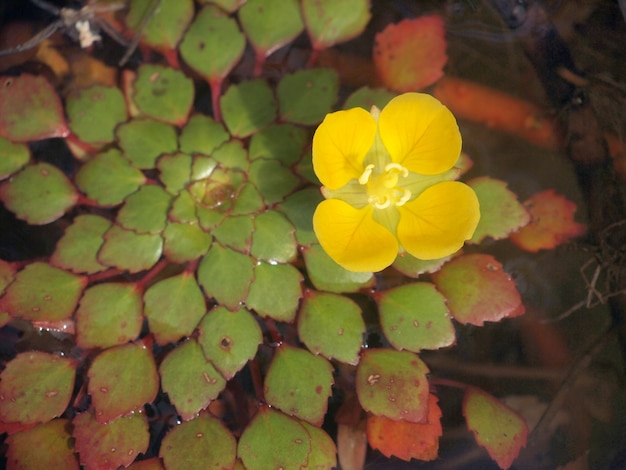 Fleurs de lotus jaunes