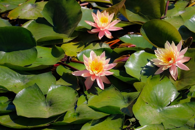 Fleurs de lotus sur le Nil près du jardin botanique d'Assouan