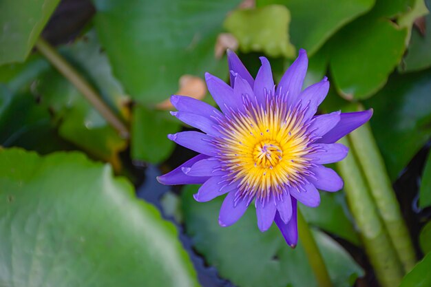 Fleurs de lotus pourpre foncé en livres.