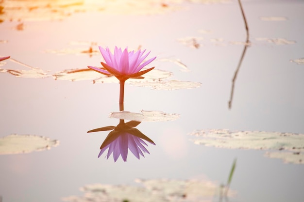 Les fleurs de lotus pourpres fleurissent avec le coucher du soleil