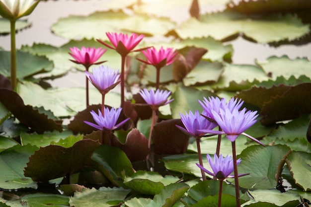 Les fleurs de lotus pourpres fleurissent avec le coucher du soleil