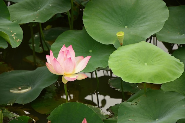 Fleurs de lotus poussant dans un étang