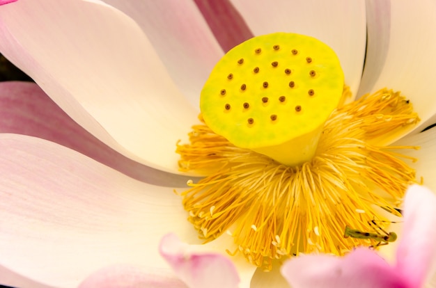 Fleurs de Lotus rose asiatique dans l&#39;étang sur fond frais