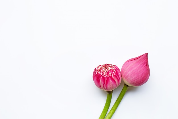 Fleurs de lotus rose sur blanc