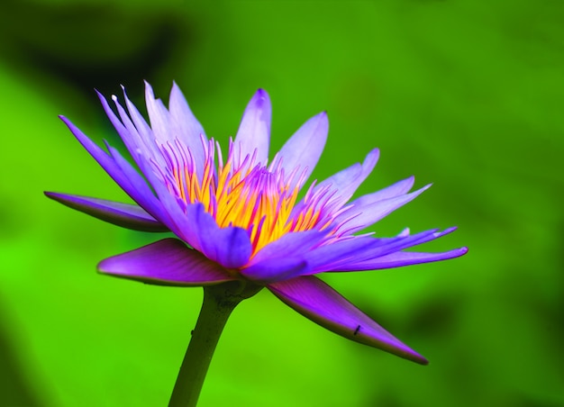 Fleurs de lotus rose ou fleurs de nénuphars qui fleurissent sur l&#39;étang