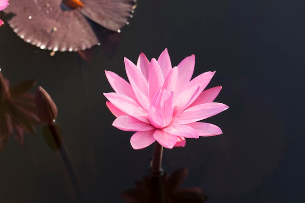 Les fleurs de lotus roses fleurissent avec le coucher du soleil