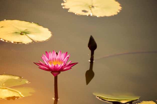 Les fleurs de lotus roses fleurissent avec le coucher du soleil