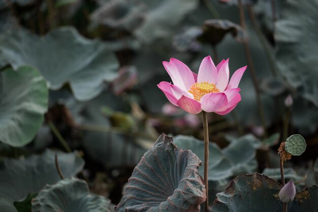 Fleurs de lotus roses en fleurs