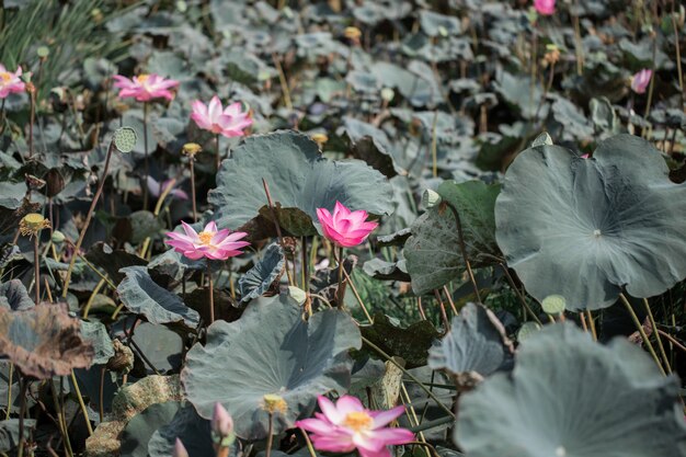 Fleurs de lotus roses en fleurs