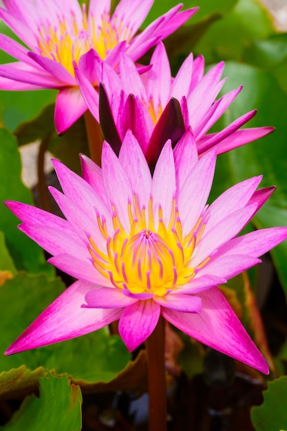 fleurs de lotus roses en fleurs